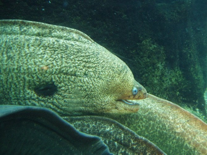  A "smiling" eel at Sea World.