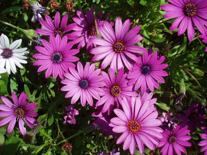 Purple "freeway daisies," otherwise known as African Trailing Daisies or Osteospermum Fruticosum.
