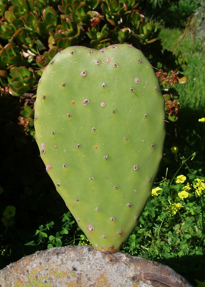 A heart shaped cactus pad discovered on a hillside in Oceanside.