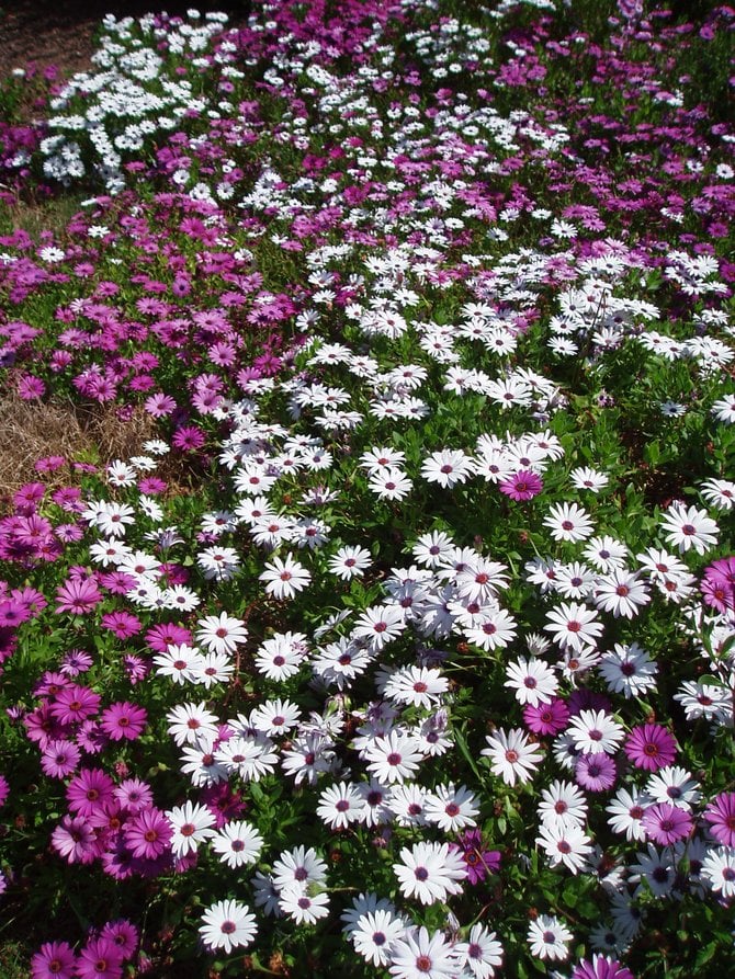 A spray of purple and white "freeway daisies."