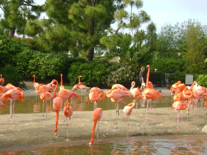 Flamingos at Sea World
