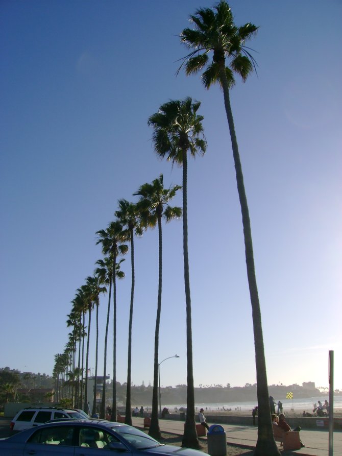 Palm trees
