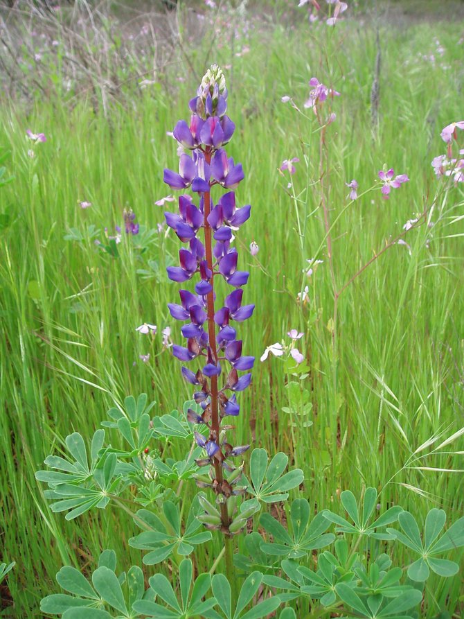 Purple lupine flowers like this one are currently blooming all over Marian Bear Park in San Clemente Canyon.