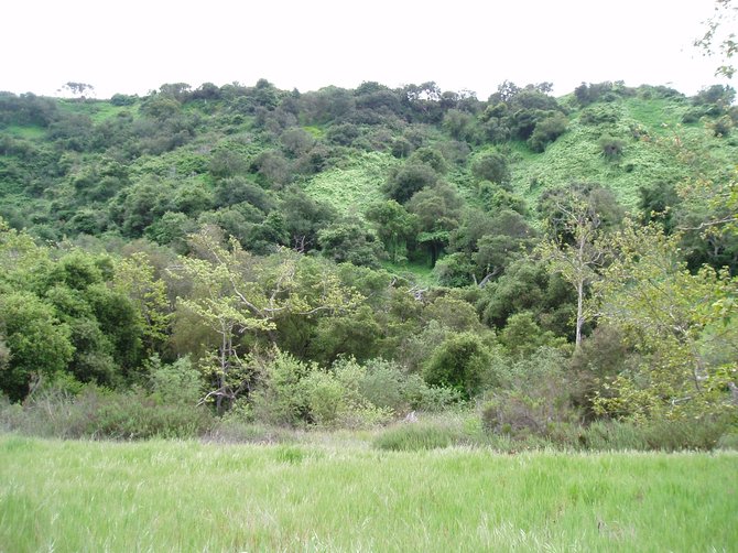 The hillside in Marian Bear Park in San Clemente Canyon looks more like it could be in tropical Costa Rica, rather than in San Diego. It's nice to see everything looking so green after the recent rainstorms.