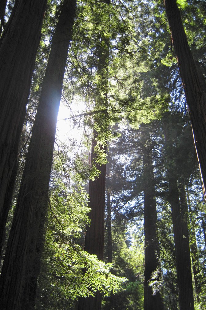 The sun peeks through the magnificent Muir Woods.