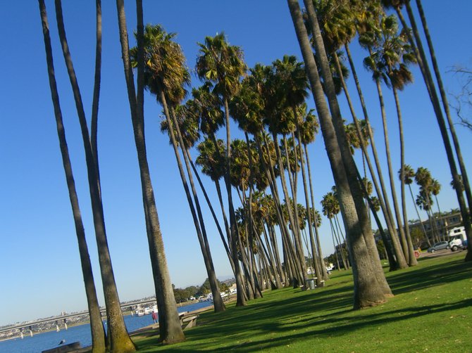 Palm grove on Mission Bay