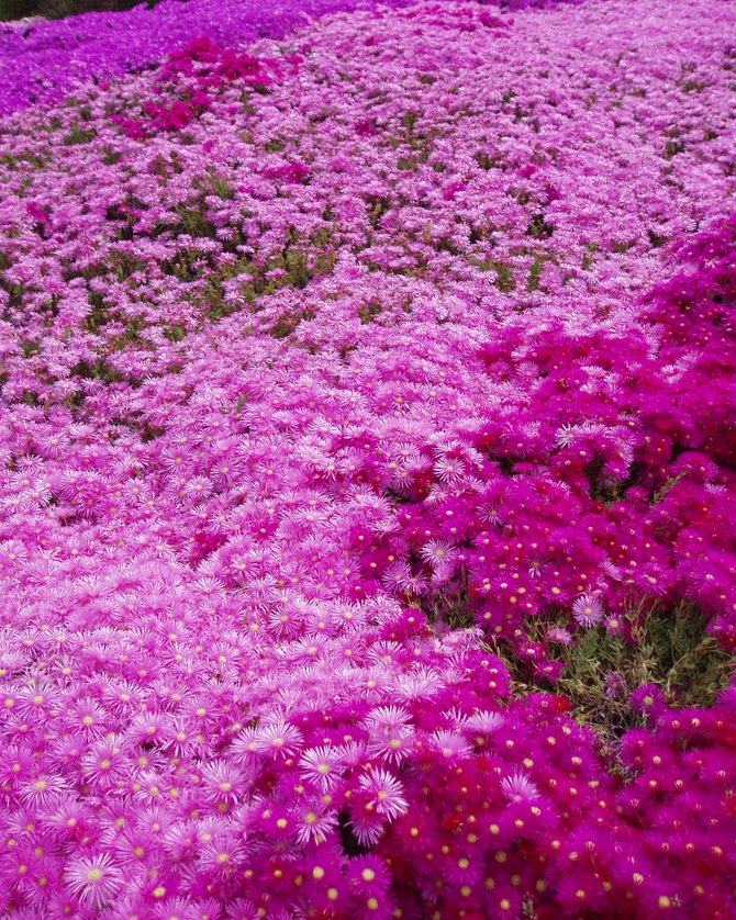  Flowers are blooming all over the campus of Mira Costa College. This is a cluster of pink and purple Delosperma, commonly known as hardy ice plant.  