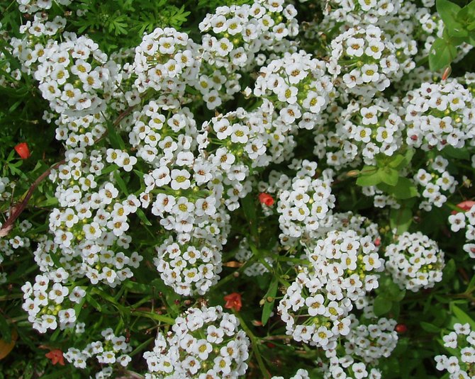Lovely scented sweet alyssum growing in Pedley Park on the campus of Mira Costa College in Oceanside. 