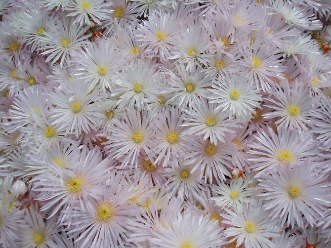 This white Delosperma, or hardy iceplant, looks like a bright dusting of snow in the middle of springtime.  
