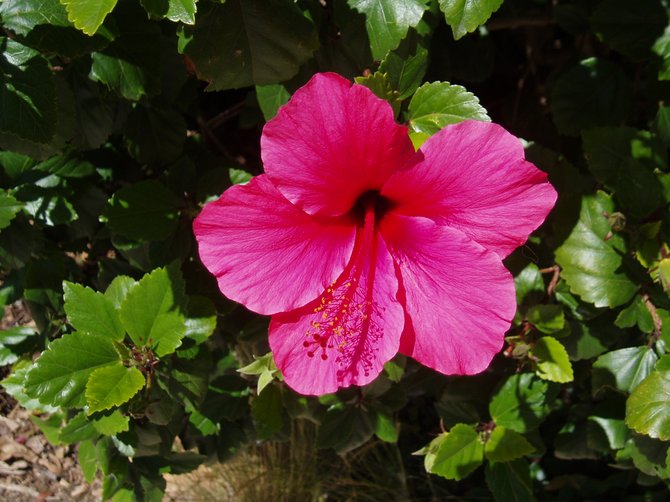 A lipstick colored hibiscus, rosa-sinensis (from the family
malvaceae), is one of many different colored hibiscus flowers found at
the San Diego Zoo. 