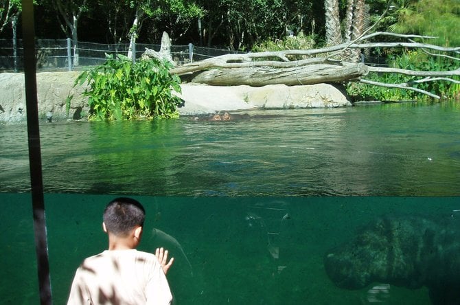 A youngster checks out the a hippo at the San Diego Zoo. 