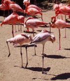 This flamboyance of flamingos at the San Diego Zoo appears to be engaged in line dancing.