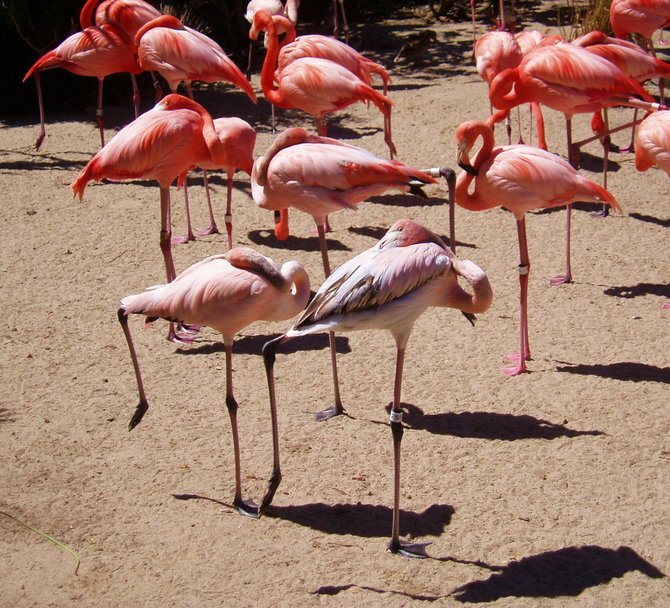 This flamboyance of flamingos at the San Diego Zoo appears to be engaged in line dancing. 