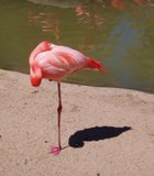 A lone flamingo at the San Diego Zoo.