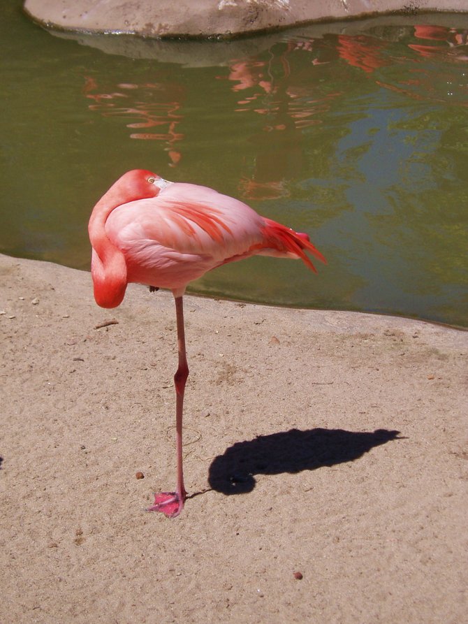 A lone flamingo at the San Diego Zoo.