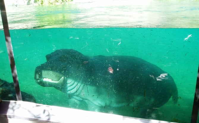 This hippo at the San Diego Zoo appears to be smiling.
