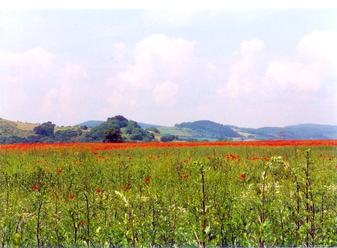 The flowery fields of Karlstejn, Czech Republic

