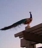After being chased by my nephew, this peacock flew up onto the roof of the ticket booth at the San Diego Zoo.