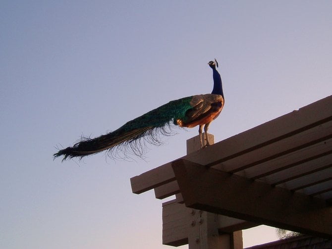 After being chased by my nephew, this peacock flew up onto the roof of the ticket booth at the San Diego Zoo.
