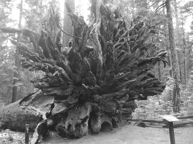 An extremely old fallen tree's roots in Yosemite.