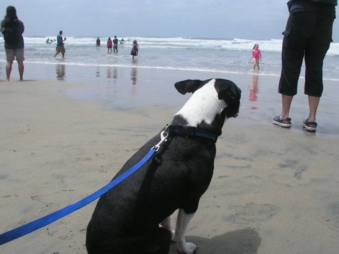 Maxwell the Boston Terrier watching the Surf Dog Competition in Imperial Beach, May 22nd, 2010.  