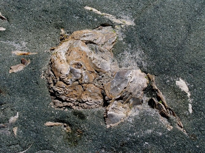 Oyster Shell Fossil (Ostrea idriadensis), Del Mar, Eocene Period, 40 to 50 million years old
