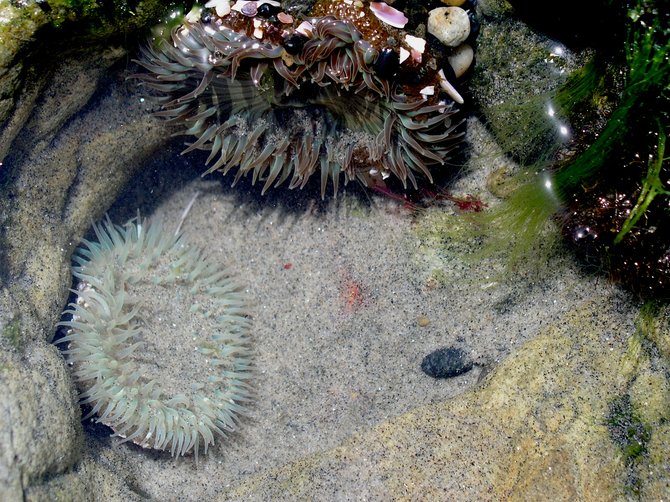 Sea Anemones in Tide Pool, Del Mar