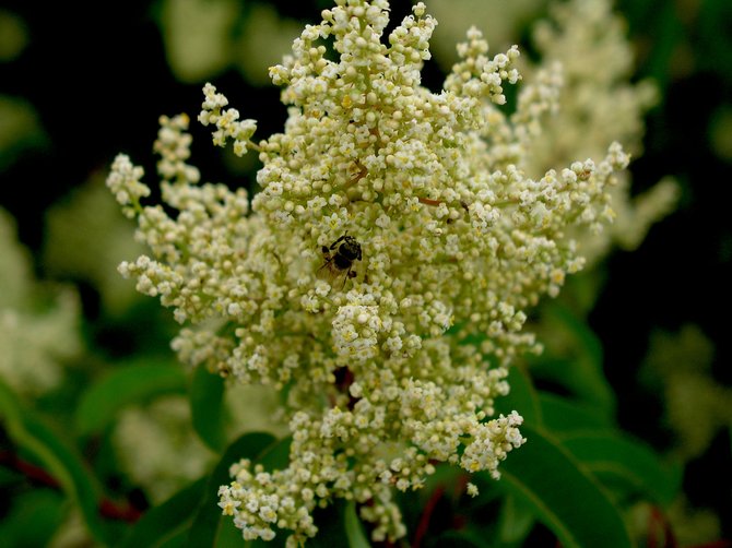 Bee Heaven, Laurel Sumac. Laurel Sumac is one of the "heart plants" of San Diego's chaparral community.  In the early summer, they bloom and emit their characteristic "peppery" smell.  