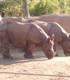 Two rhinos posing at the San Diego Zoo.