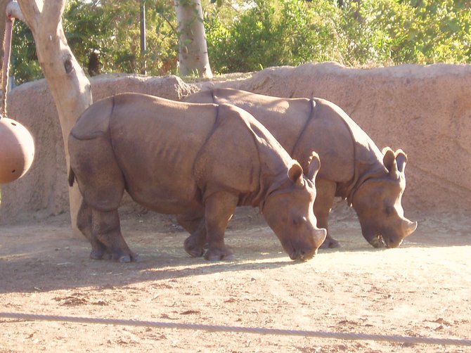 Two rhinos posing at the San Diego Zoo. 
