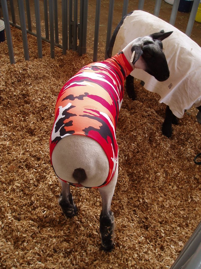 A sheared sheep wearing a camouflaged cover-up at the San Diego County Fair. 