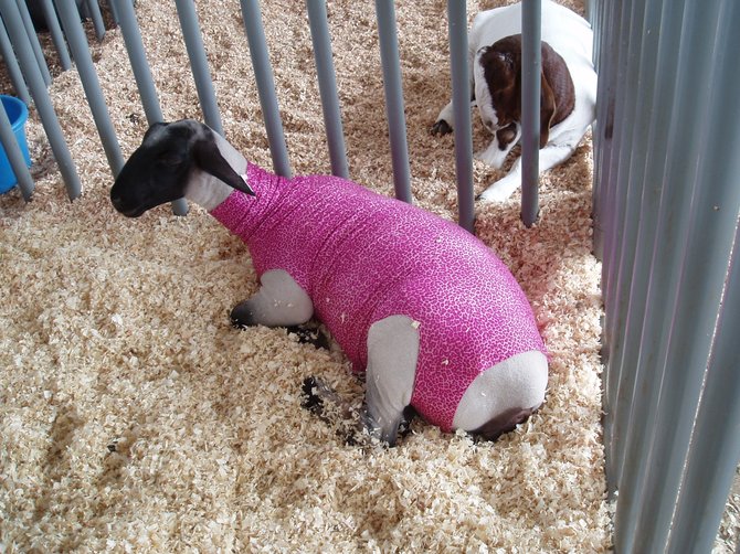 A sheared sheep wearing a pink cover-up at the San Diego County Fair. 
