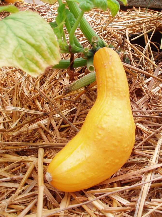 This delicious yellow squash was one of many edible, sustainable, yet beautiful plants on display in the garden exhibit at the San Diego County Fair. 
