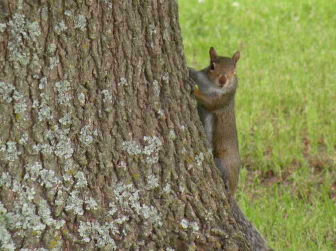 A squirrel at Arkansas State University.
