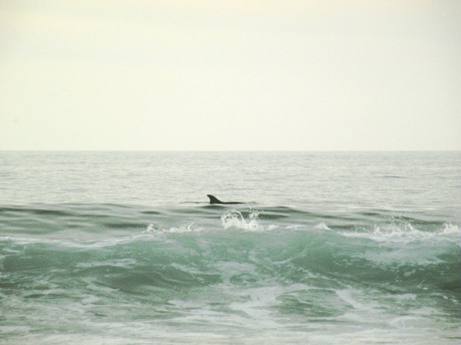 Dolphin seen at Torrey Pines beach.
