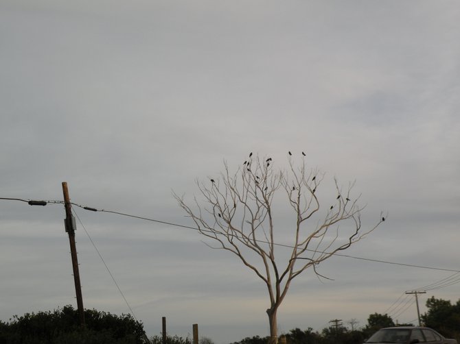 A tree that's bare of everything except the birds on the end.