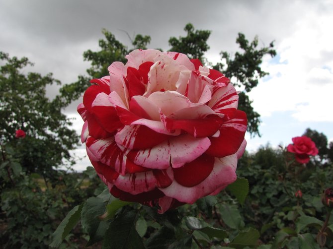 A picture I took of a beautiful red and white rose at the Balboa Park Rose Garden
