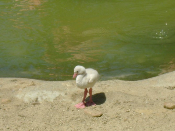 a baby flamingo @ the San Diego Zoo.