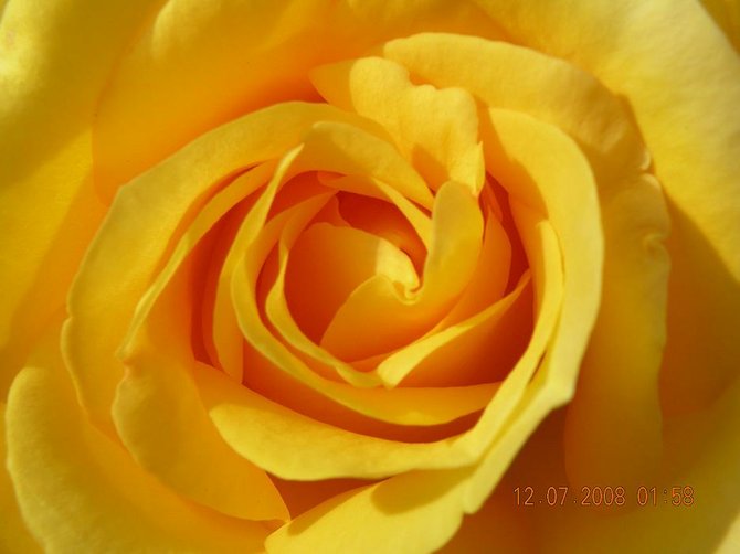 A yellow rose in a random garden.