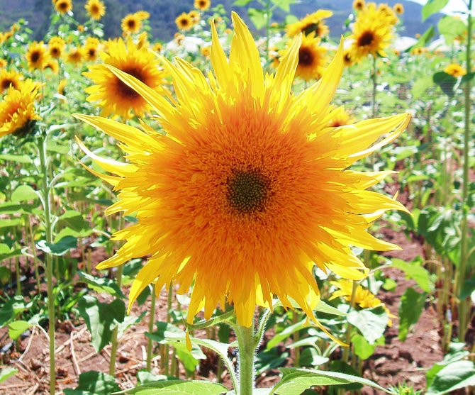 A single sunflower on a farm in San Marcos. 