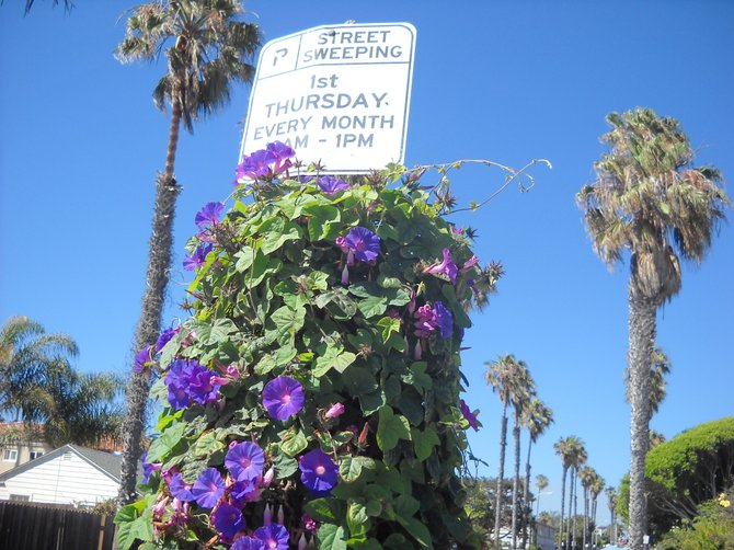 Colorful street sign along Sunset Cliffs Blvd.