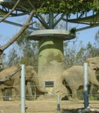 Elephants at the San Diego Zoo