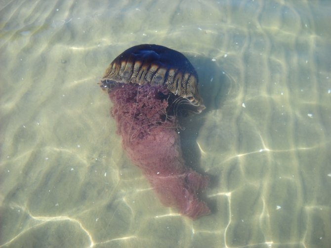 Black jellyfish off Shelter Island-San Diego Bay.

