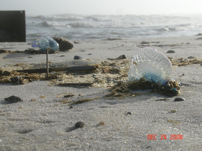 The white sand beaches were so inviting, even the sea creatures enjoyed relaxing on the Alabama coast.