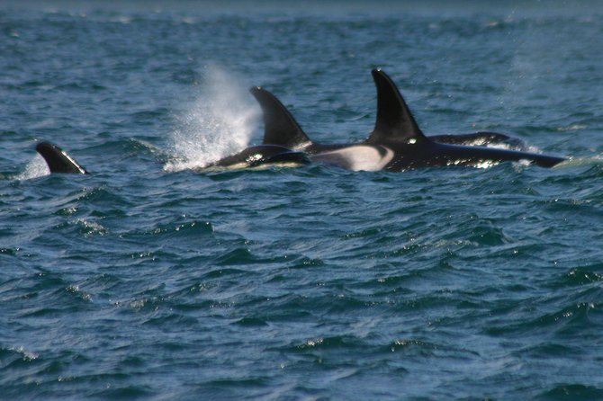 Orca family on the move.  Vancouver Island, British Columbia