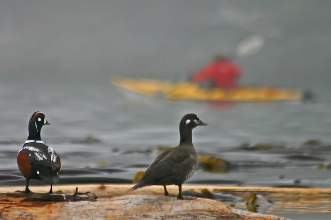 Vancouver Island, British Columbia. Wood ducks doing some kayaker-watching.   