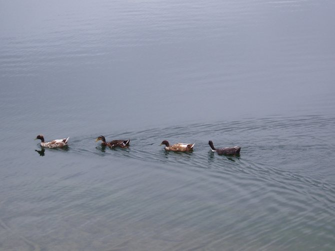 Ducks swimming in Chollas Lake.