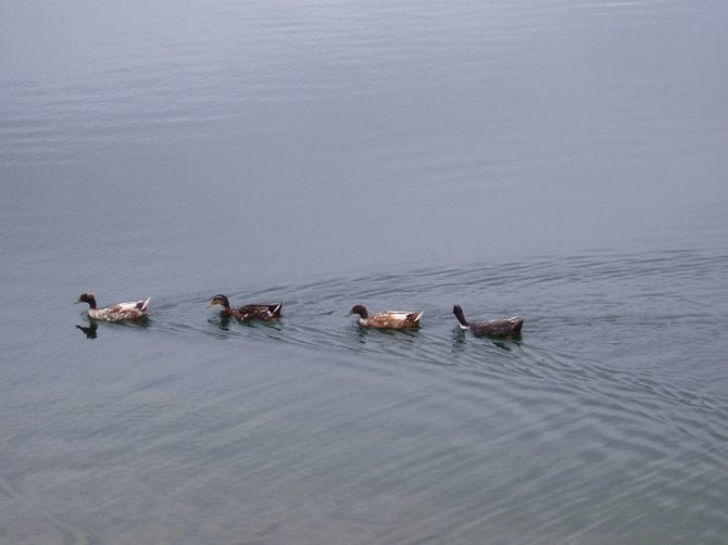 Ducks swimming in Chollas Lake.