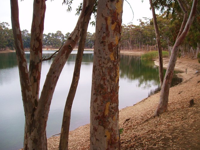 A view through the trees of Chollas Lake.