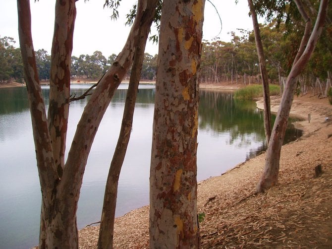 A view through the trees of Chollas Lake.